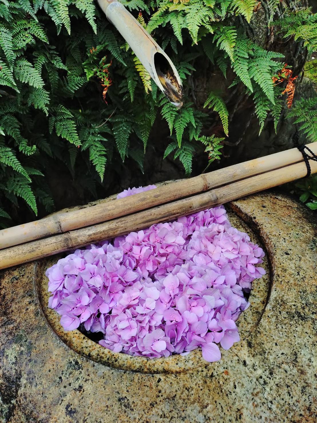 232383.jpg