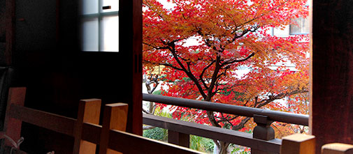 部屋から見た紅葉