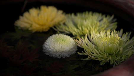 蓮の花