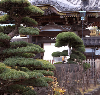 松の木