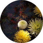 菊