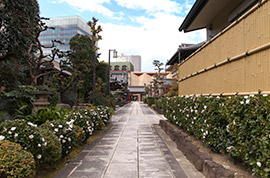 山茶花の道