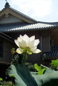 蓮