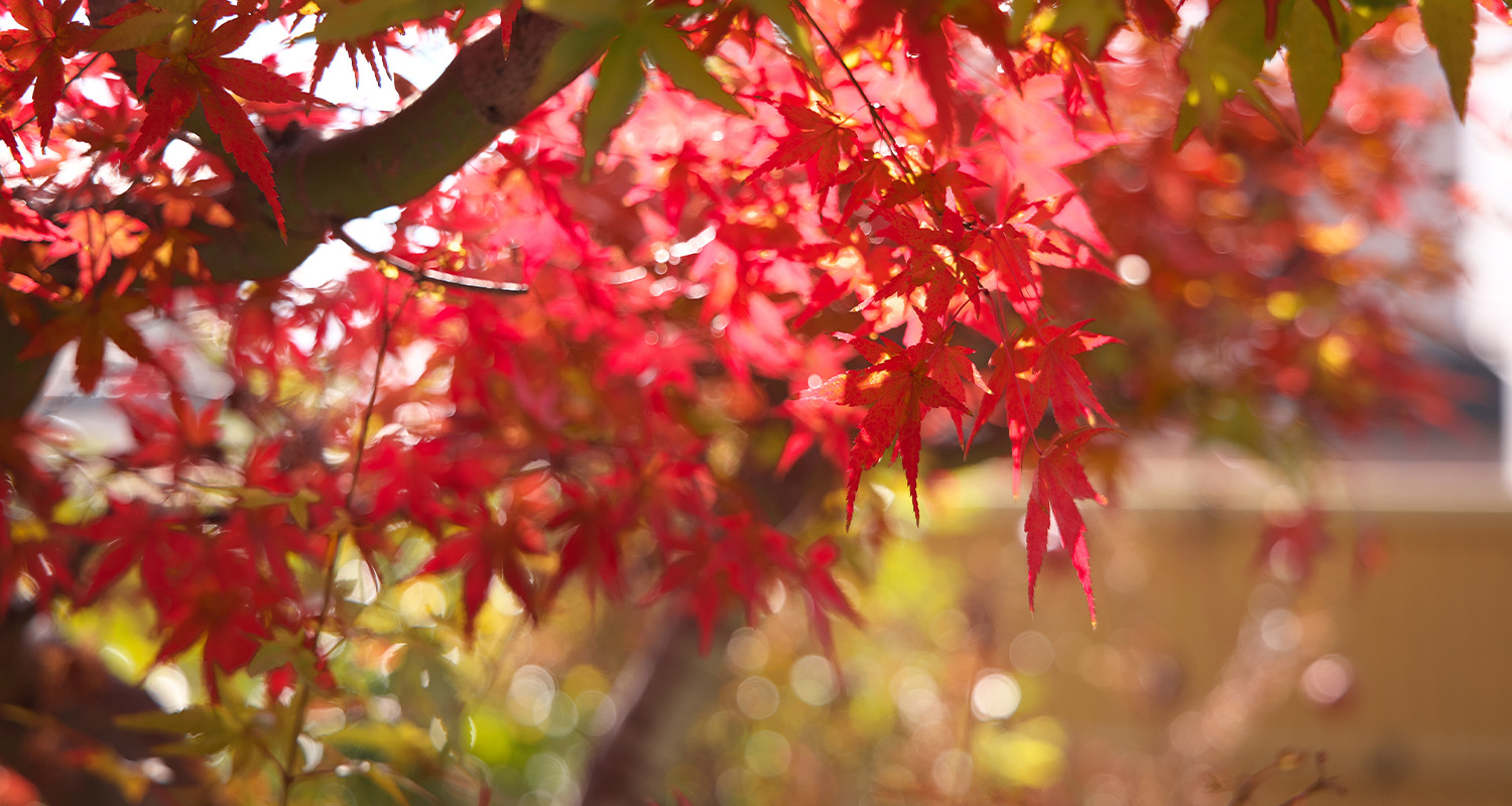 紅葉
