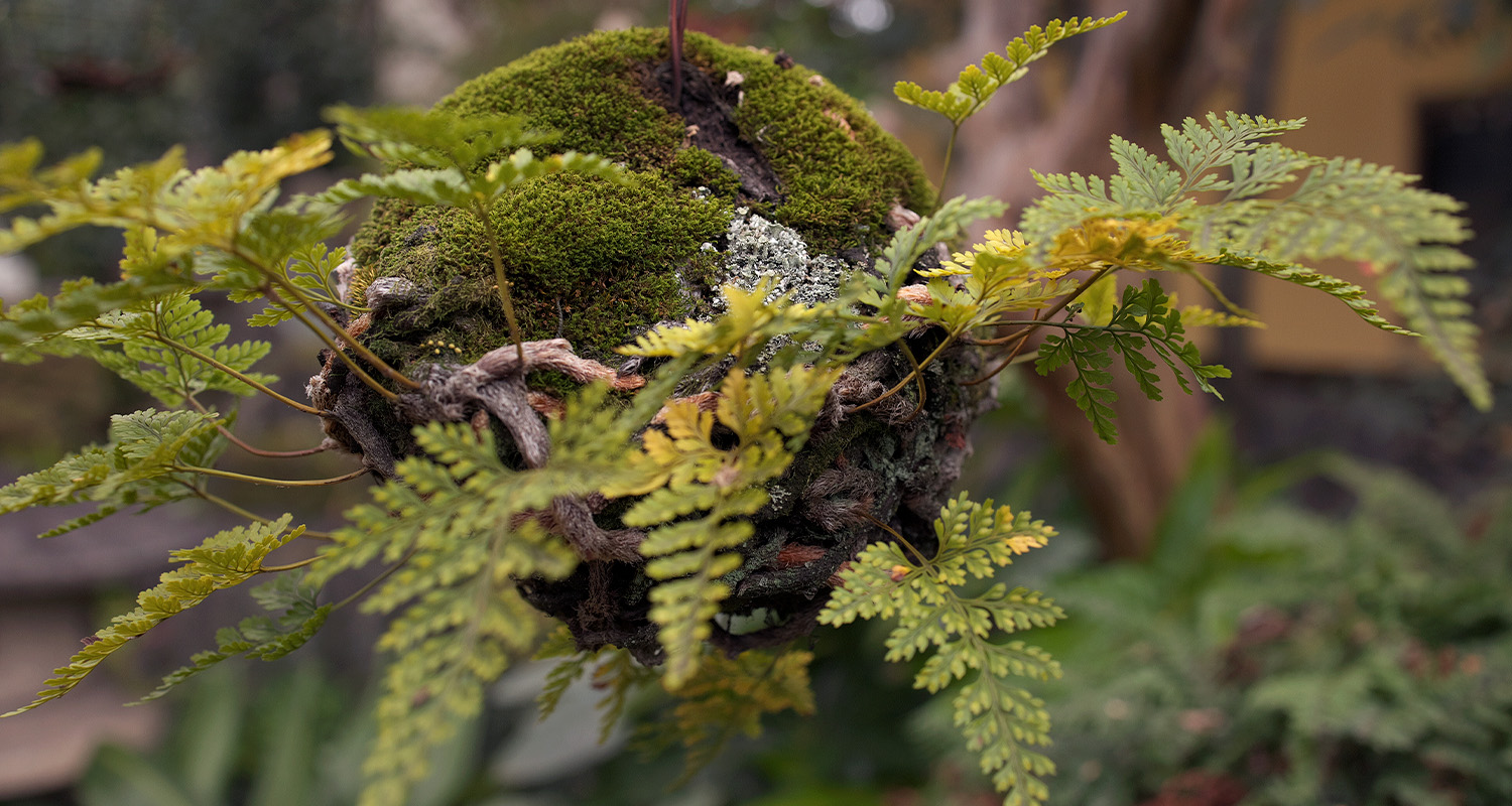 苔玉
